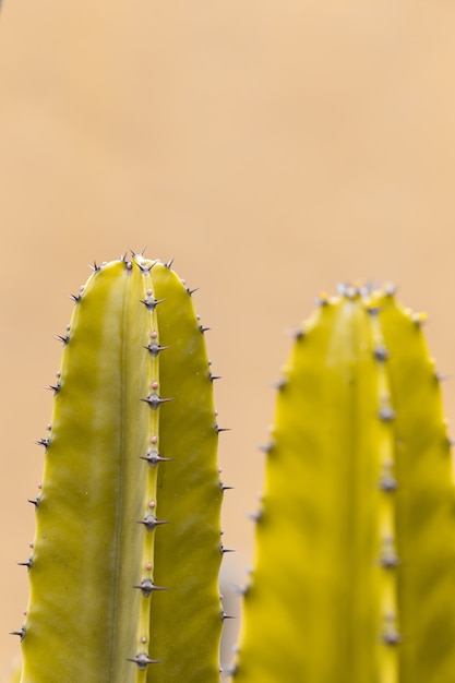 Kaktus z ostrymi cierniami