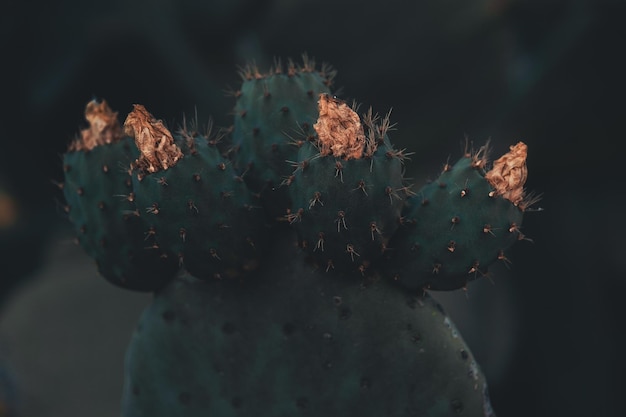 Zdjęcie kaktus