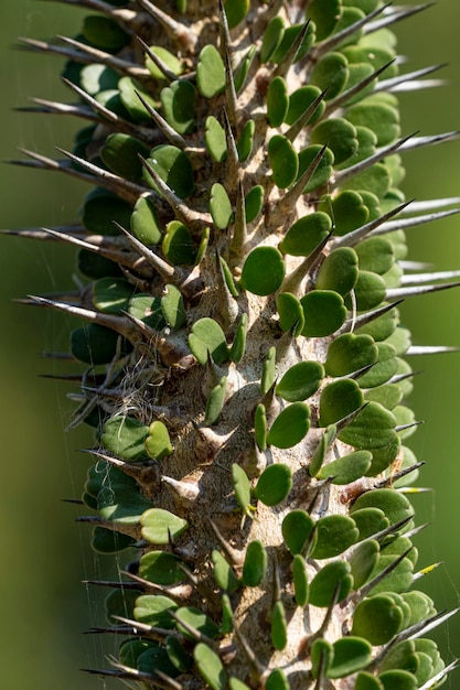 Kaktusowa roślina z zielonymi liśćmi i białą plamą na wierzchołku.