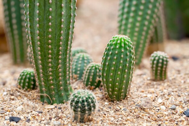 Kaktusowy ogród na ziemi piasku.