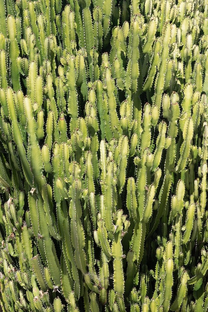 Kaktusowy wzór kaktusów lub wzór kaktusów