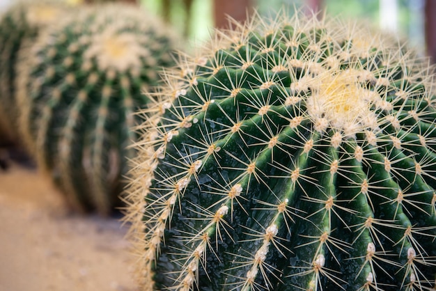 Kaktusy I Kwiaty Kaktusów Popularne Do Dekoracji