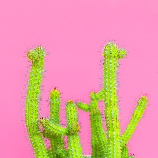 Kaktusy. Koncepcja kreatywna moda kaktus. Rośliny na różowej sztuce