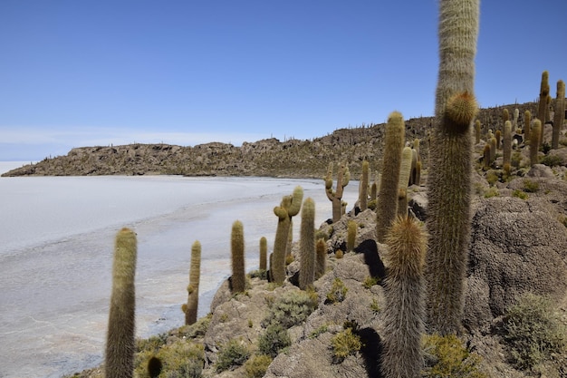 Kaktusy Na Isla Incahuasi W Największych Na świecie Solniskach Salar De Uyuni W Boliwii