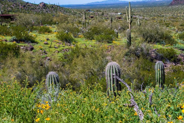 Zdjęcie kaktusy rosnące na polu