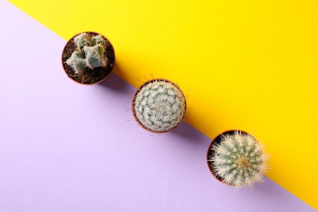 Zdjęcie kaktusy w doniczkach na dwukolorowej powierzchni
