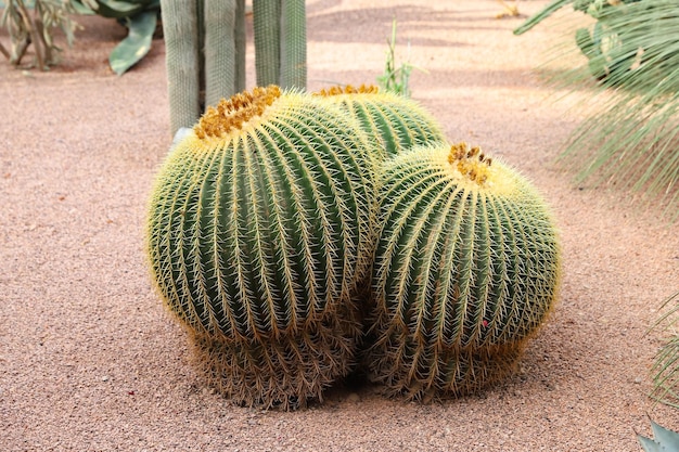 Kaktusy W Ogrodzie Majorelle W Marrakeszu Maroko