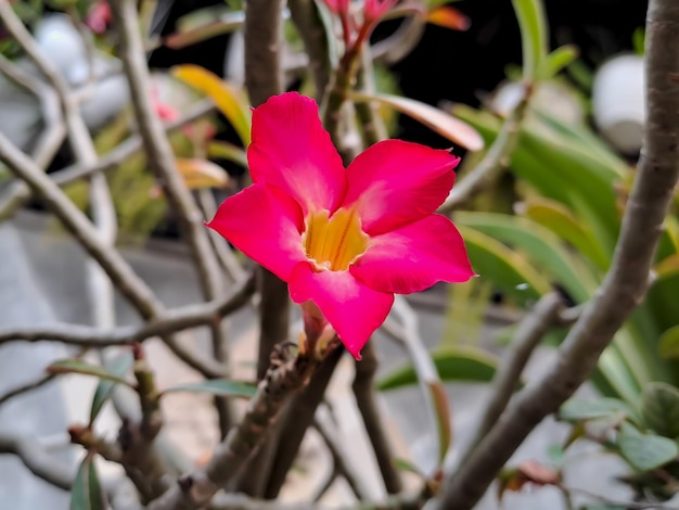 Kalachuchi znany również jako nazwa naukowa Plumeria rubra Ma zwyczajową nazwę Frangipani lub kwiat świątynny