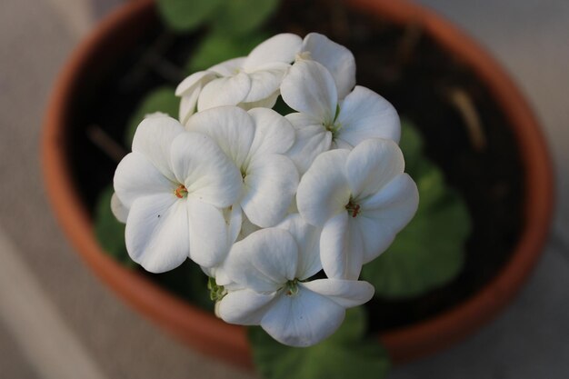 Kalanchoe blossfeldiana jest trawiastą i powszechnie uprawianą rośliną domową