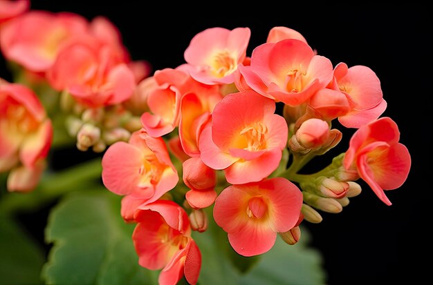 Kalanchoe Blossfeldiana