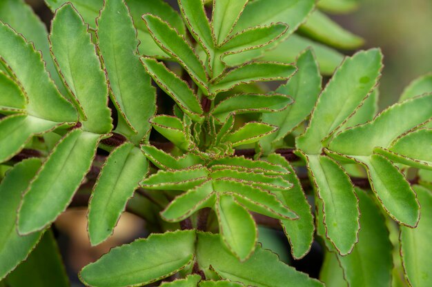 Kalanchoe pinnata zielone liście, płytkie skupienie