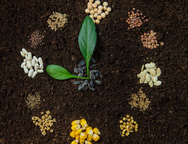 Kalendarz siewu z nasion na glebie Selektywny fokus