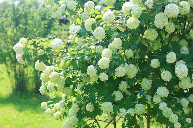 kalina bulbanesh kwiatostany na krzakach w ogrodzie / ogrodowe krzewy kaliny z białymi kwiatami letni widok