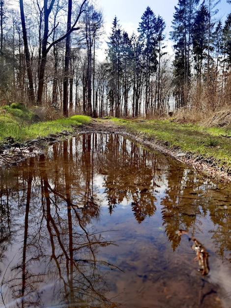 Kałuża z drzewami na niej, niebo jest niebieskie i drzewa są widoczne.