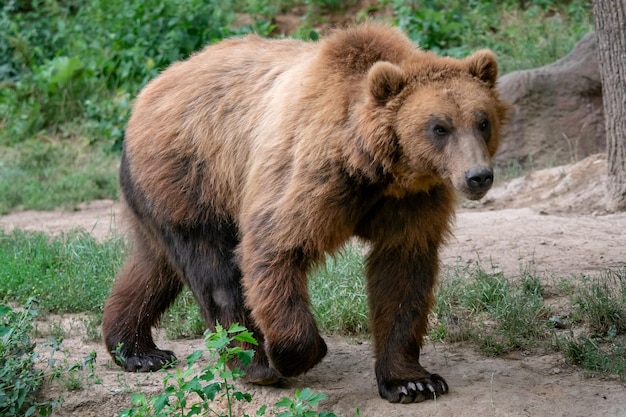 Kamczatka Niedźwiedź brunatny Ursus arctos beringianus Futro brunatne niebezpieczeństwo i agresywne zwierzę