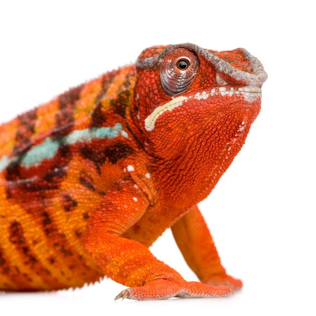 Kameleon Furcifer Pardalis - Ambilobein Przód Na Bielu Odizolowywającym