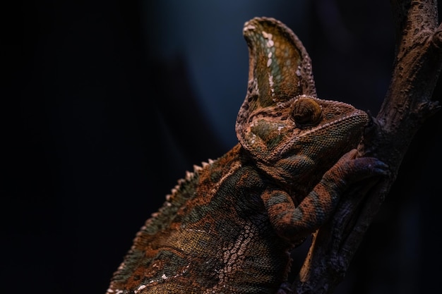 Kameleon Furcifer pardalis Ambolobe 2 lata Madagaskar