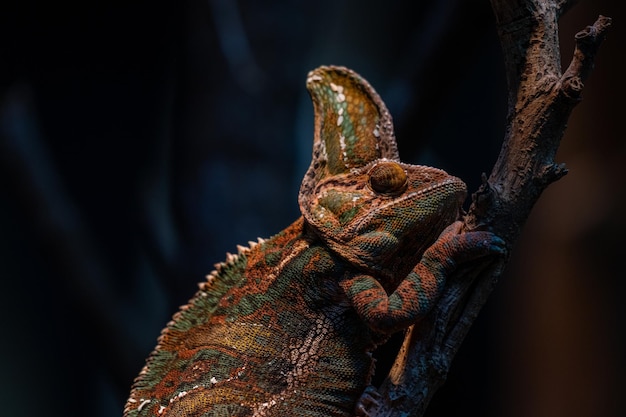 Kameleon Furcifer pardalis Ambolobe 2-letni endemiczny Madagaskar Pantera kameleon w stanie gniewu czysty Ambilobe