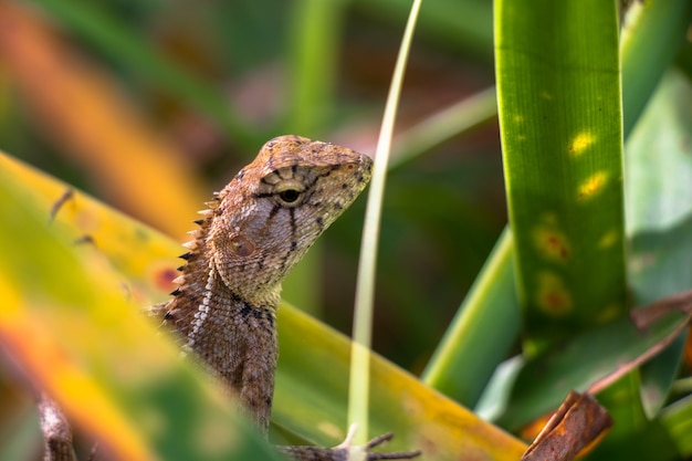 Zdjęcie kameleon hidding w drzewie