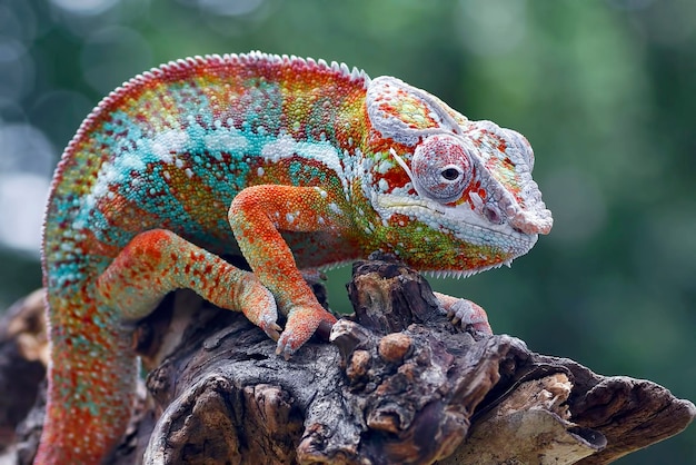 Kameleon pantera (Furcifer pardalis) na gałęzi drzewa