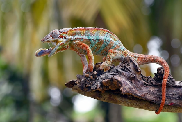 Zdjęcie kameleon pantera (furcifer pardalis) na gałęzi drzewa