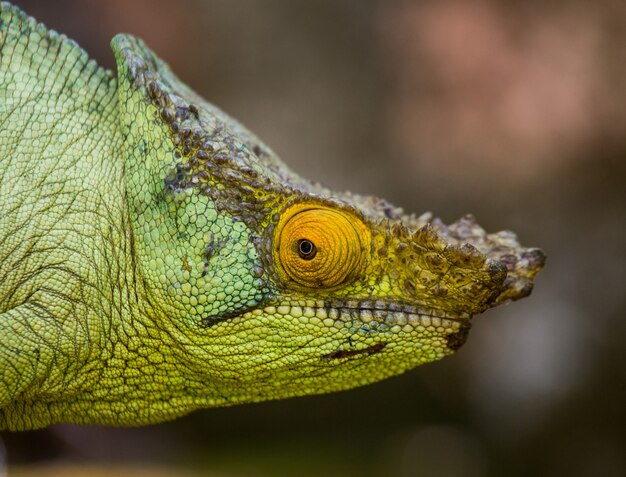 Kameleon Siedzi Na Gałęzi. Fauna Madagaskaru.