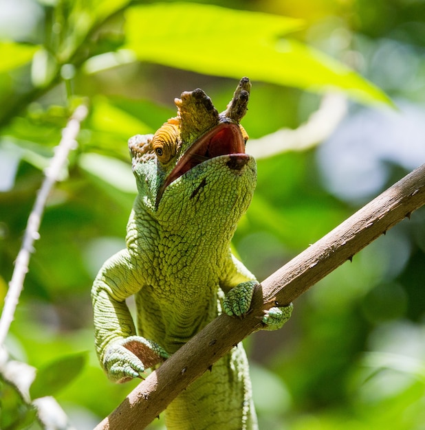 Kameleon siedzi na gałęzi. fauna Madagaskaru.