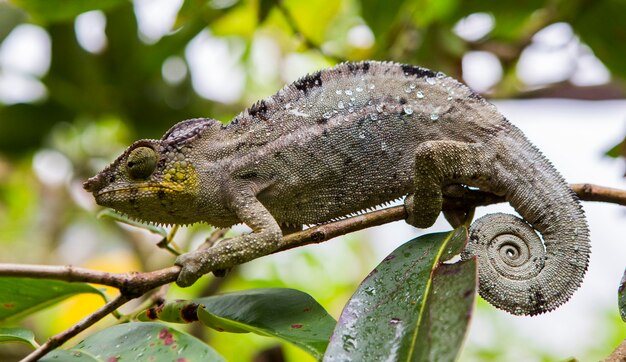 Kameleon Siedzi Na Gałęzi. Madagaskar.