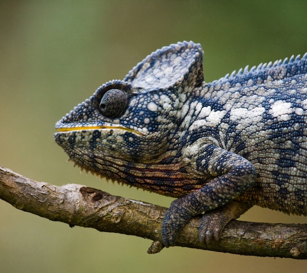 Kameleon siedzi na gałęzi. Madagaskar.