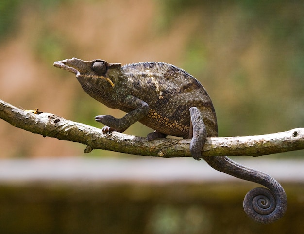 Kameleon siedzi na gałęzi. Madagaskar.