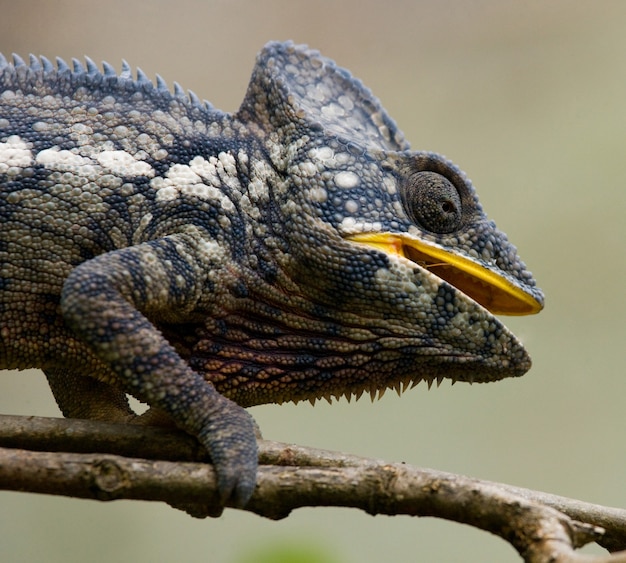 Kameleon siedzi na gałęzi. Madagaskar.