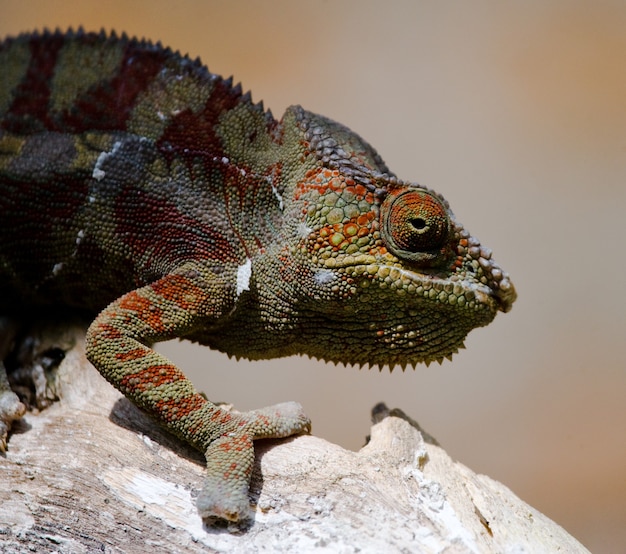 Kameleon siedzi na gałęzi. Madagaskar.