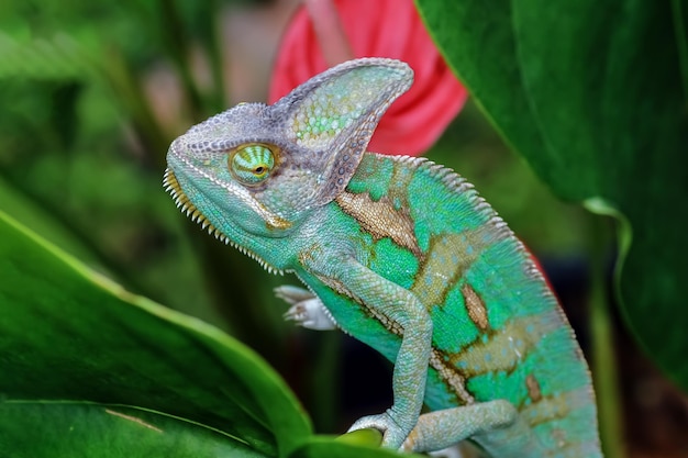 Kameleon w zawoalowanym, gotowy do złapania zdobyczy Kameleon w zawoalowanym chodzeniu po gałęzi zbliżenie głowy zwierzęcia