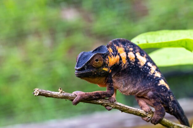 Kameleon W Zbliżeniu W Parku Narodowym Na Madagaskarze