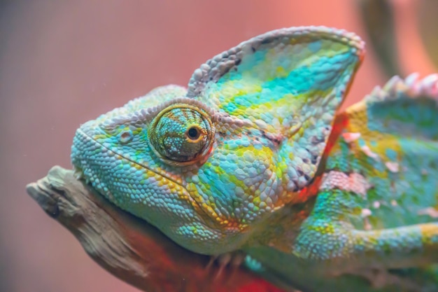 Zdjęcie kameleon z bliska wielokolorowy piękny kameleon zbliska gad z kolorową jasną skórą egzotyczny tropikalny zwierzę domowe