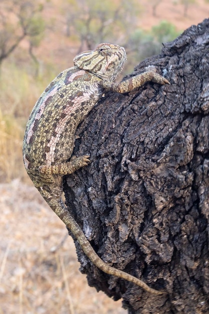 Kameleon zwyczajny lub kameleon śródziemnomorski Chamaeleo chamaeleon Malaga Hiszpania