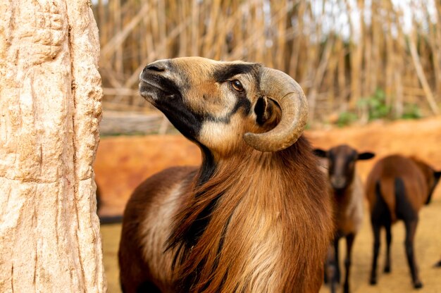 Kameruńska owca karłowata stoi w pobliżu drzewa w zoo