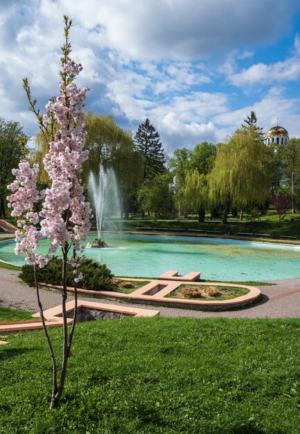 KamianetsPodilskyi Chmielnicki region Ukraina Piękny wiosenny park miejski z kwitnącą sakurą lub wiśniowym drzewem w pobliżu fontanny