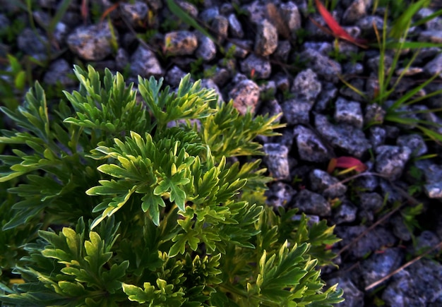Zdjęcie kamienie gruzowe i roślina z góry