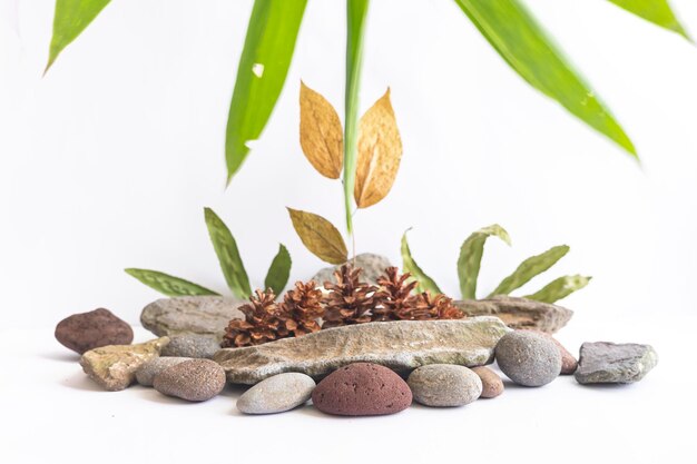 Kamienie rzeczne, zielone liście z sosnowymi kwiatami na białym tle, idealne do tła prezentacji produktów, wyświetlaczy i makiet.