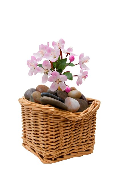 Kamienie spa z kwiatami na białym tle