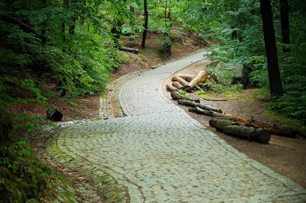Kamienna ścieżka w lesie gęsty las ze ścieżką