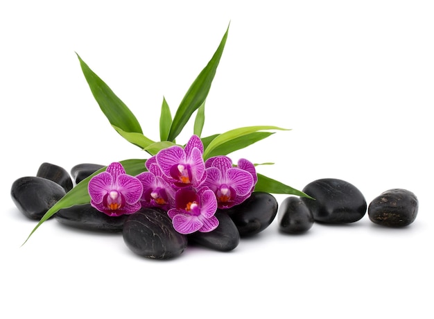 Kamyczki Zen i kwiat orchidei Kamień spa i koncepcja opieki zdrowotnej