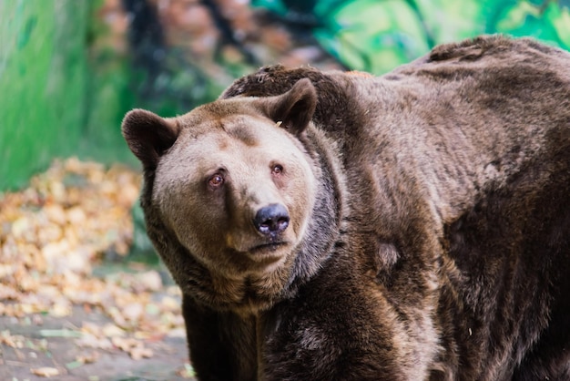 Kanadyjski duży niedźwiedź brunatny poruszający się w lesie parkowym