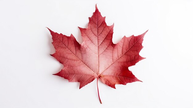 Kanadyjski liść świecący na czerwono na białej powierzchni z okazji Dnia Kanady