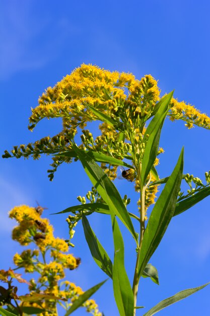 Kanadyjski nawłoci z pszczołami zbiera pyłek na tle niebieskiego nieba