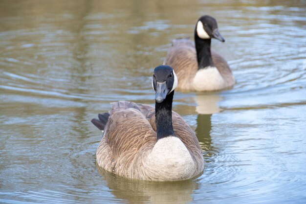 Kanadyjskie gęsi Branta canadensis na jeziorze