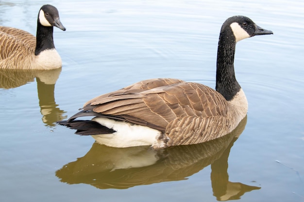 Kanadyjskie gęsi Branta canadensis na jeziorze