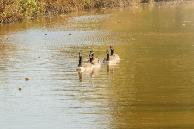 Kanadyjskie gęsi w jeziorze jesienią (Branta canadensis)