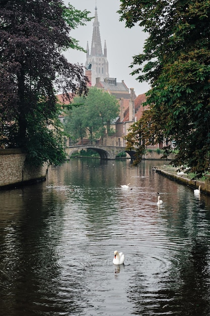 Kanał Bruges z białymi łabędziami między starymi drzewami z Kościołem Matki Bożej w tle Brugia Belgia.